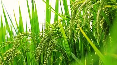 4k实拍夏季水稻稻谷风光特写田园风光视频的预览图